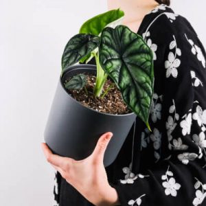 Plants Store Gallery Img 4 300x300 1